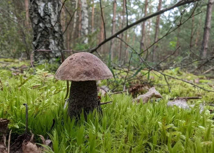 SwiteziankaPensjonat